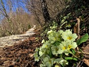 Cima Cornetti (1550 m) ad anello da Cornalba (Sentiero Partigiano)-24mar22-FOTOGALLERY